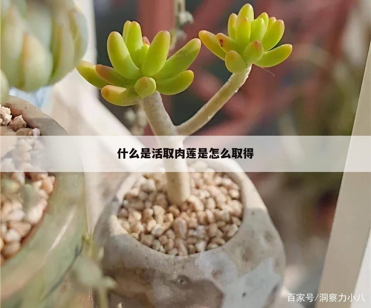 什么是活取肉莲是怎么取得