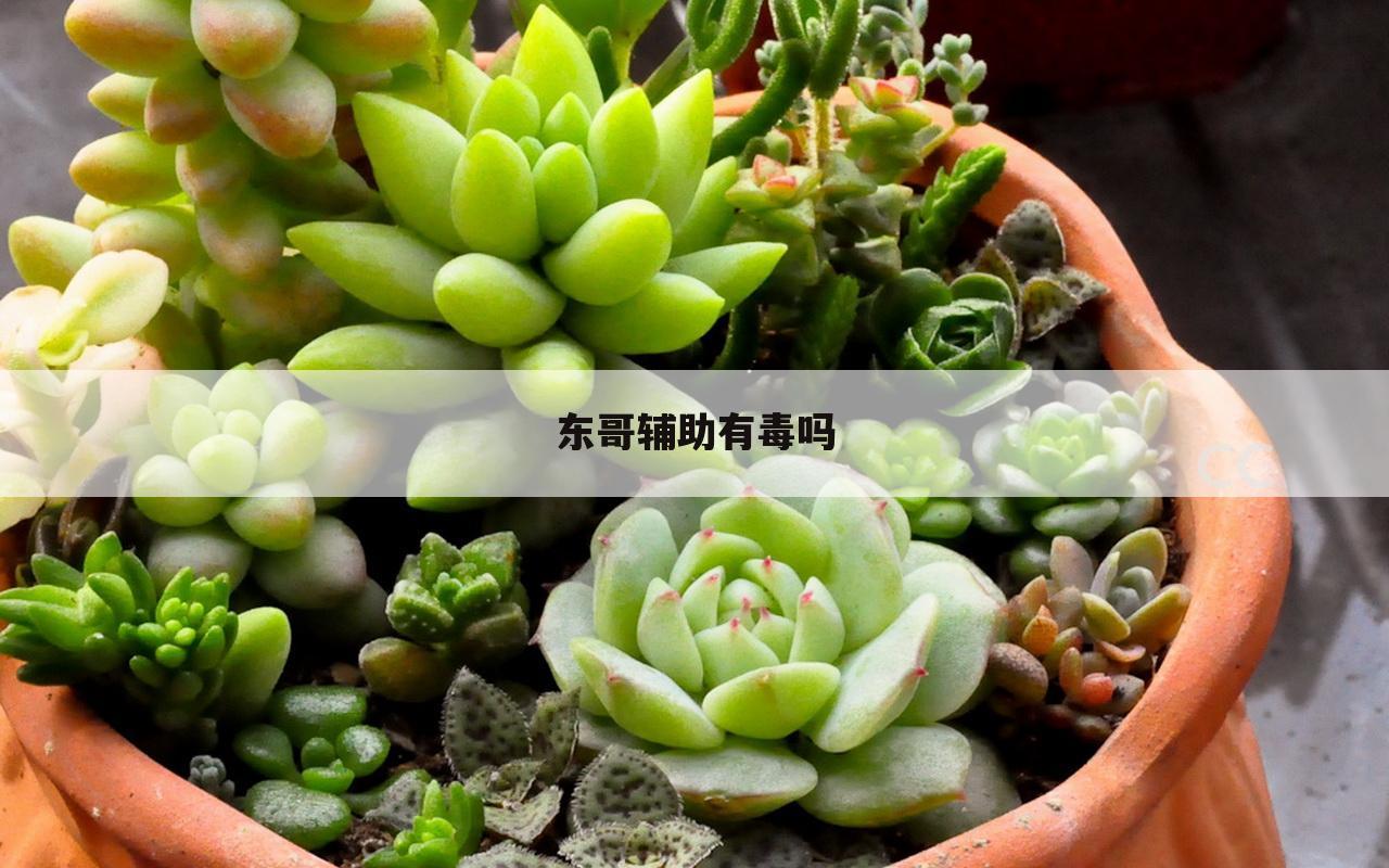 东哥辅助有毒吗