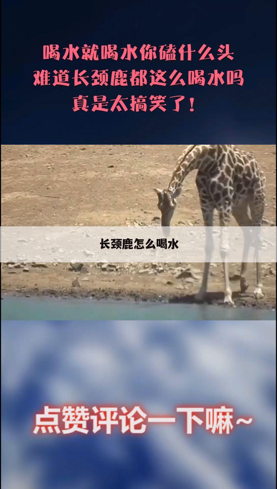 长颈鹿怎么喝水